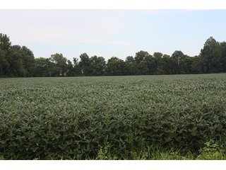 Property photo 8 - REAL ESATE AUCTION-128.4+/- ACRES OFFERED IN 6 TRACTS IN SPENCER COUNTY